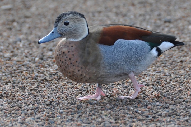 Castle Espie duck ringed teal - Version 3