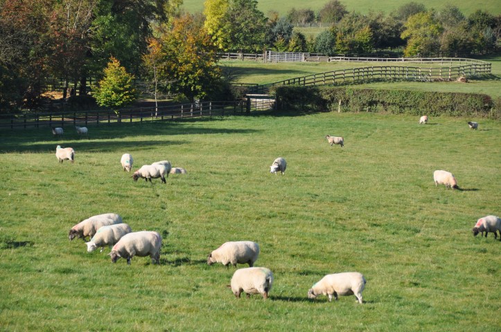 Ballyalton sheep