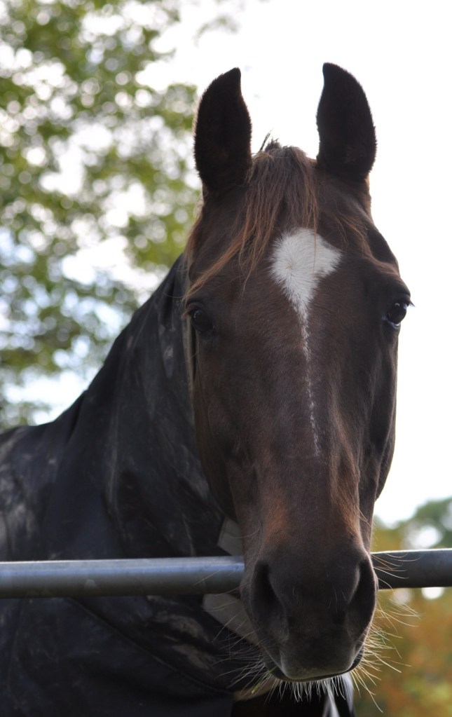 Rathcunningham horse