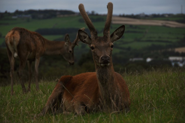 Ballyhanwood Streamvale deer antlers (1)