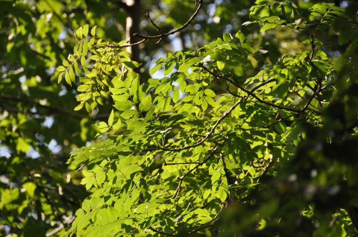 Cairn Wood leaves
