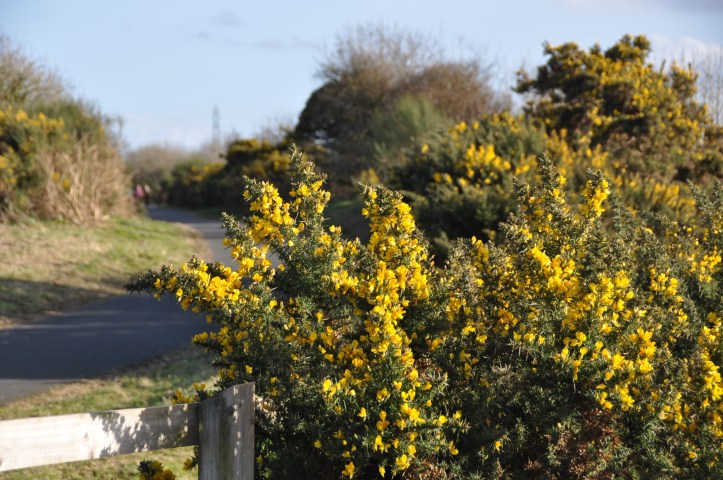 greenway gorse