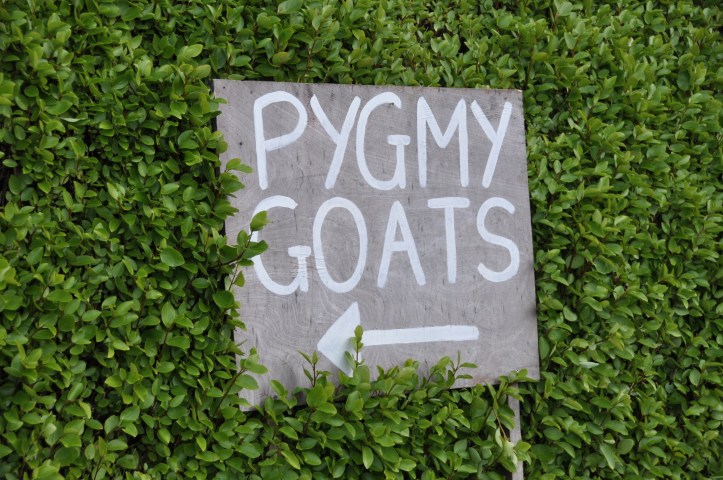 pygmy goats