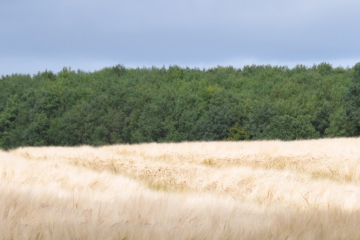 Ballyrogan barley and trees