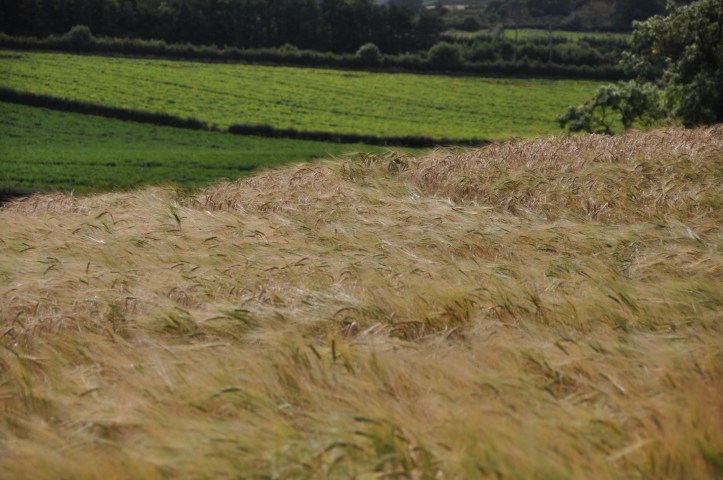 Ballyrogan barley