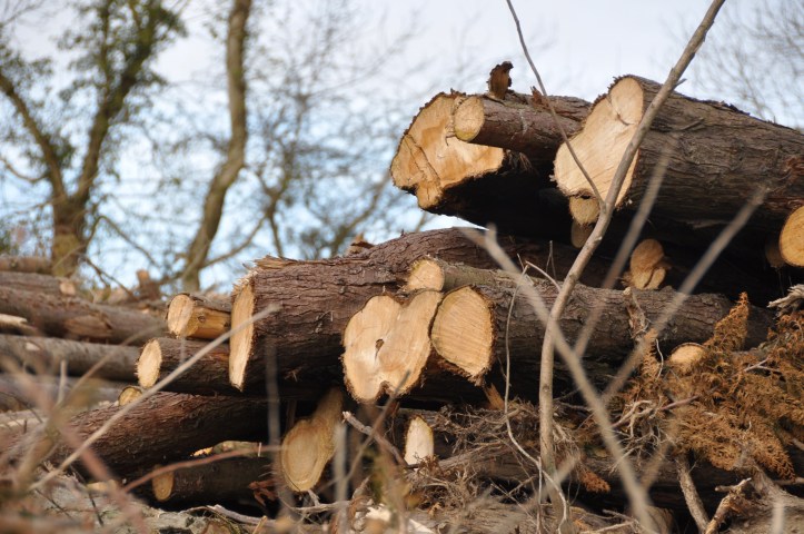 Craigantlet felled trees