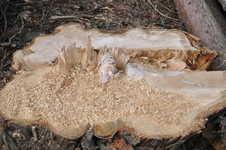 Craigantlet tree stump