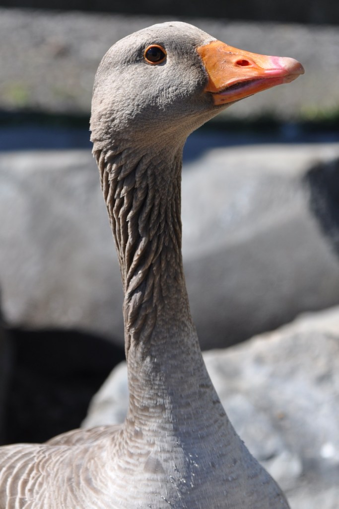 Greylag goose at Kiltonga