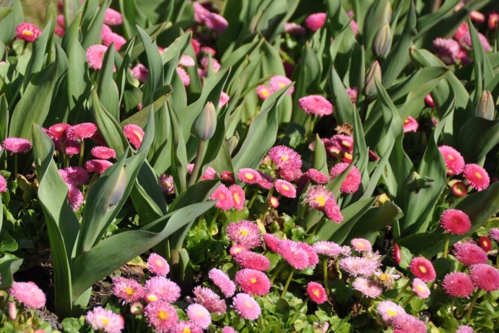 Grahamsbridge Road tulips