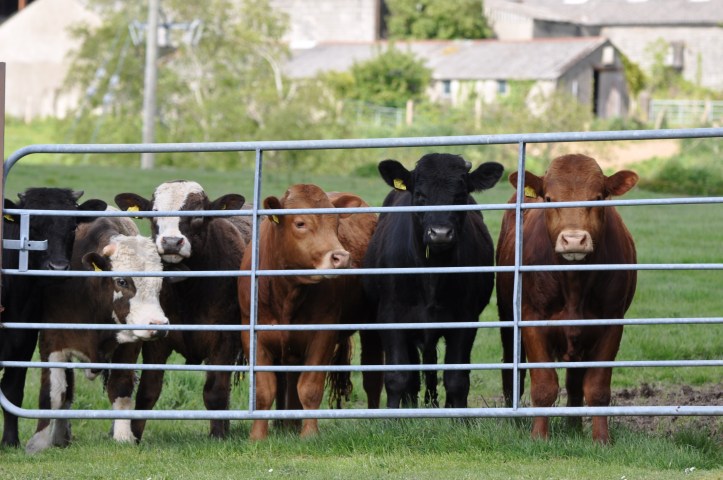 Greengraves cattle at gate
