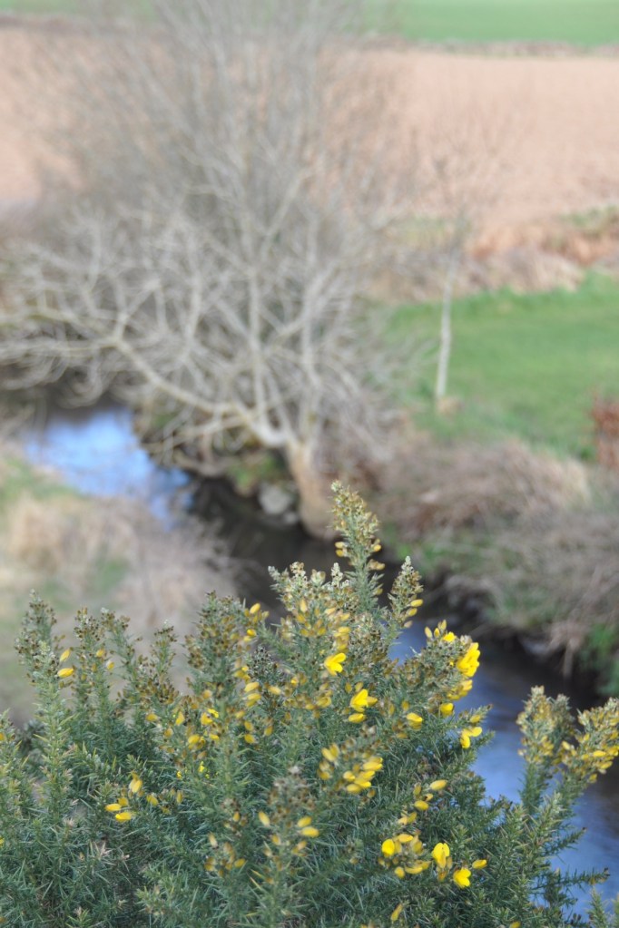 greenway gorse river 2