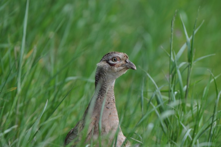hen pheasant