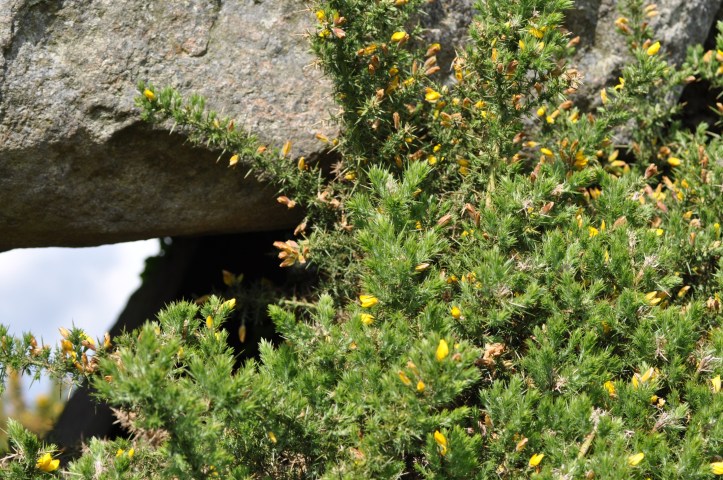 Kempe Stone and gorse