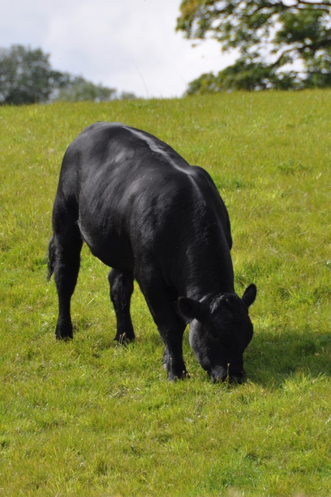 Killarn Angus cattle