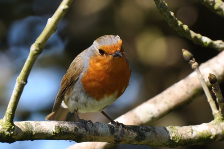 Kiltonga robin feeding