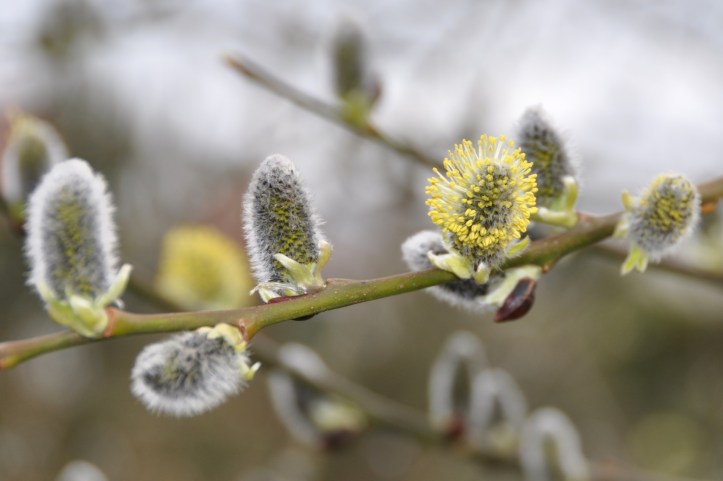 pussy willow