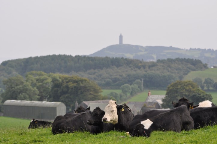 Scrabo from McKees Killarn