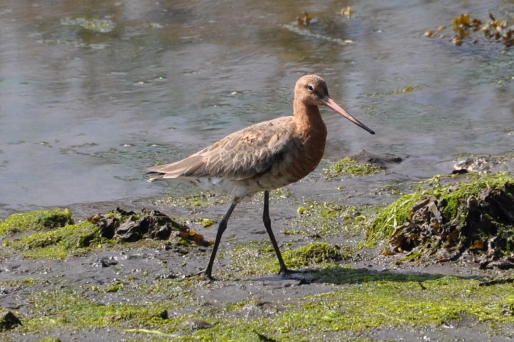 01 Black-tailed Godwit