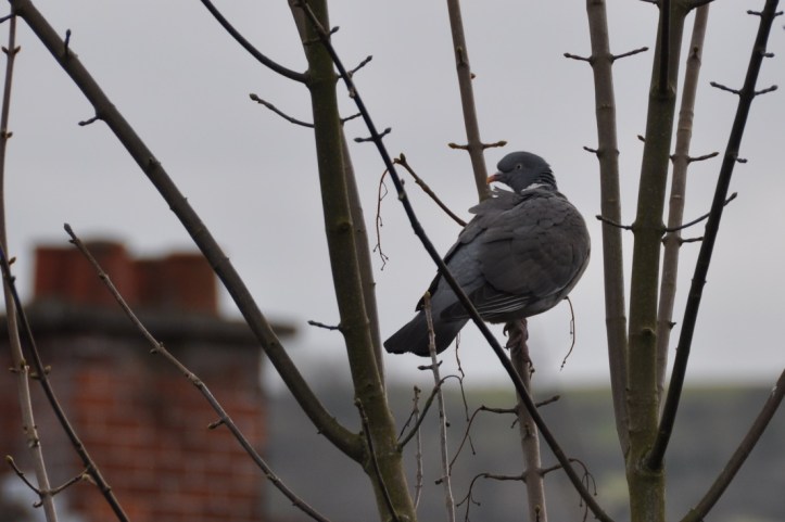 Ballycloghan wood pigeon