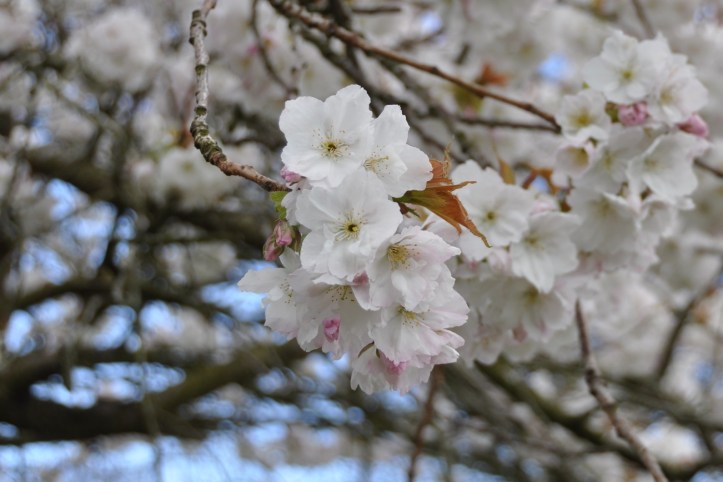 Cherryblossom in Tullycarnet Park