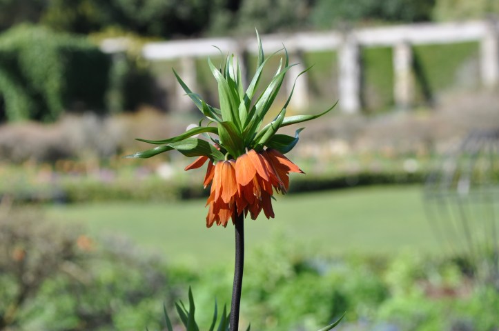 fritillaria imperialis