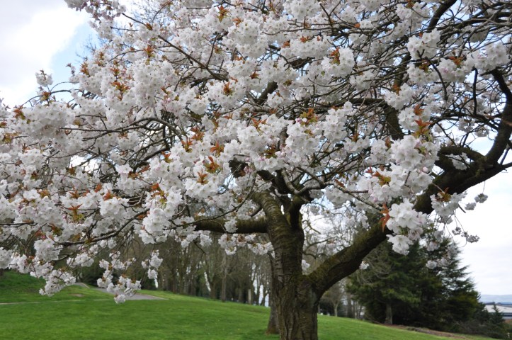 Gortgrib cherry blossom