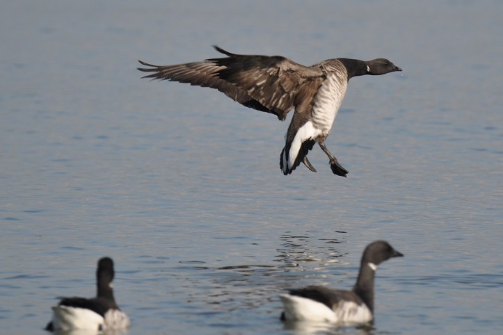 Light-bellied Brent geese in Belfast Lough
