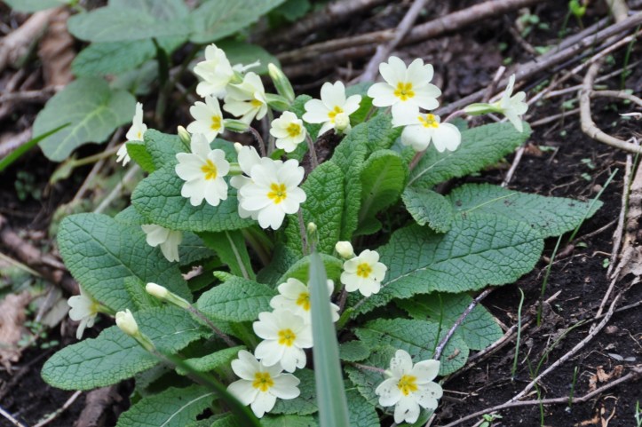primroses