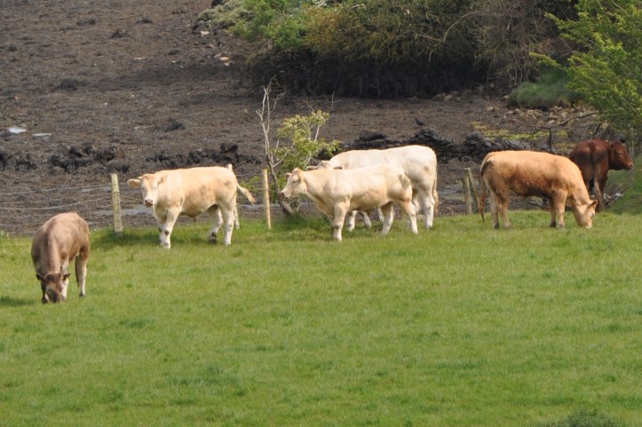 Ballymacarron cows 2