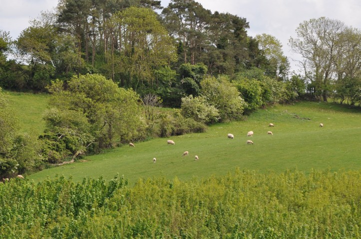 Ballymacarron sheep