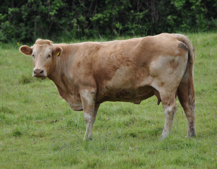 Ballymorran cow