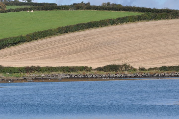 Ballymorran fields and water
