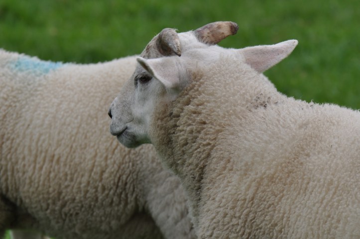 Ballymorran sheep with horns
