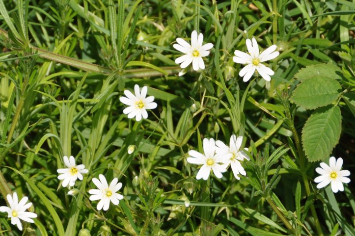 Tullycore stitchwort flowers
