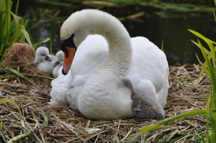 Two cygnets behind swan