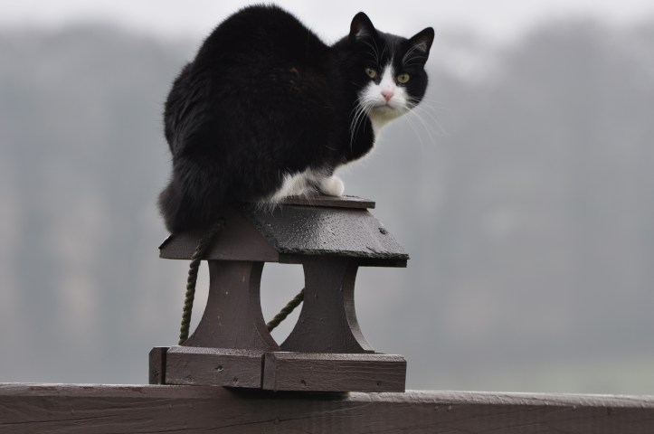 cat on birdhouse