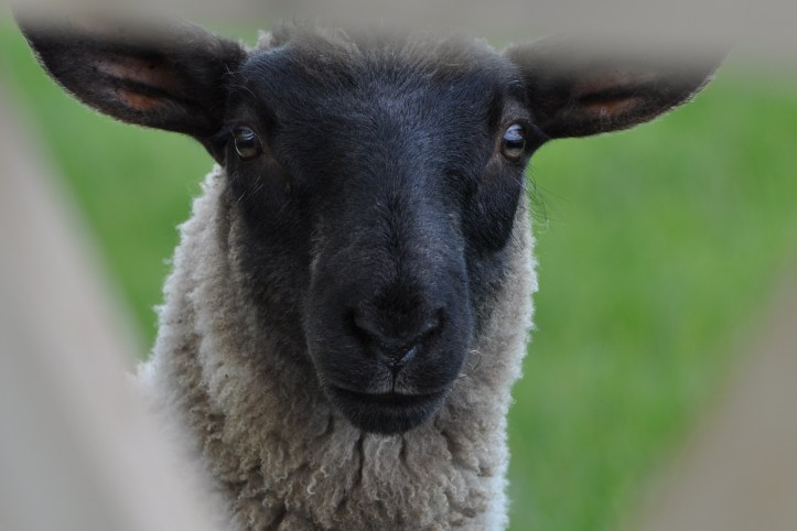 Delamont black-faced sheep