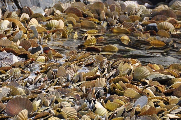 Portavogie scallop shells 2