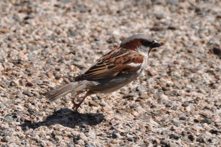 sparrow at eden pottery (1)