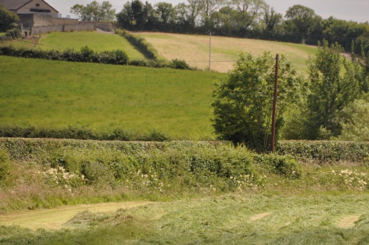 Ballydrain silage cutting