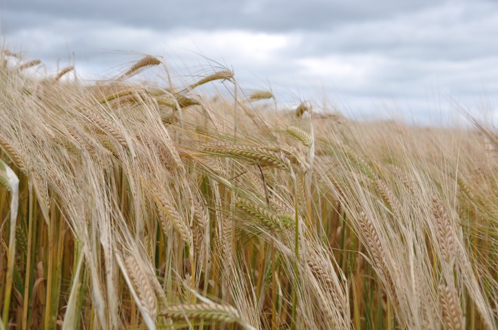 Castleaverry barley or wheat