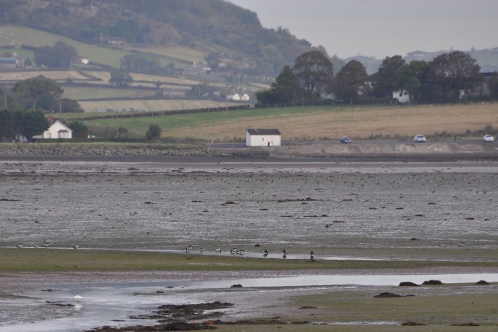 Island Hill from Castle Espie
