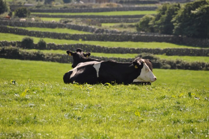 Moneydorragh cows
