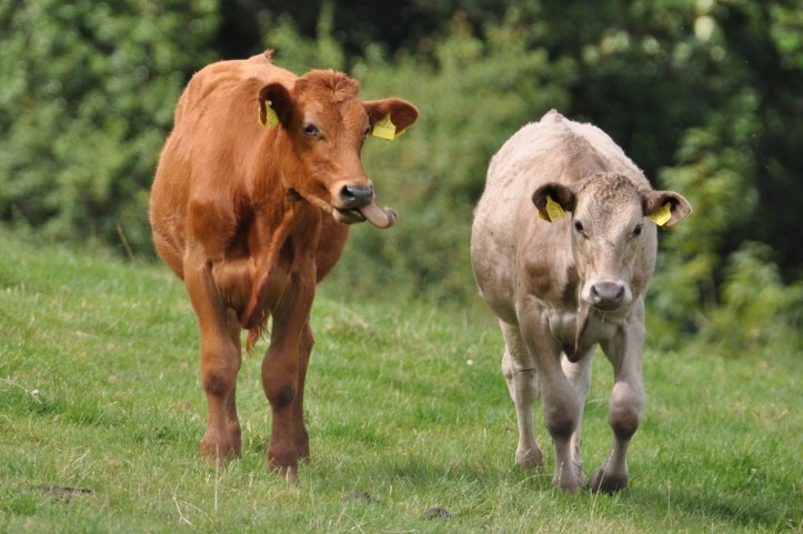 Ringdufferin Road cow tongue