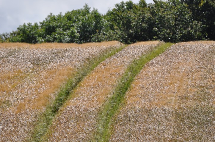 Ringdufferin Road field