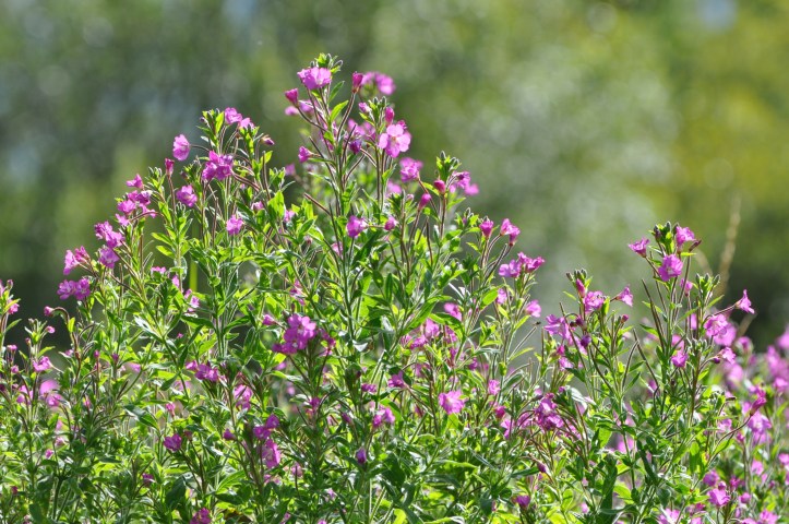 Ringdufferin Road flowers - willowherb?