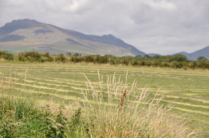 Silage harvest at Mournes