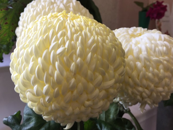 Comber show chrysanthemum table