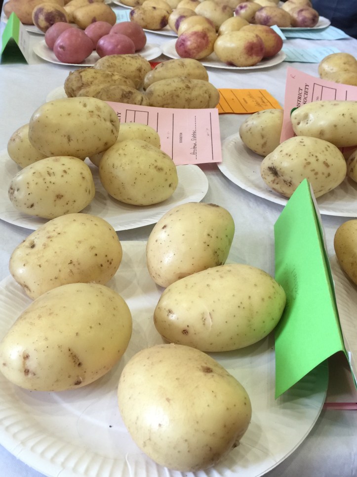 Comber show potato table