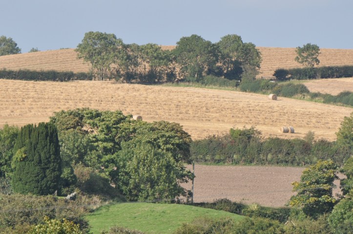 Kirkland harvest fields